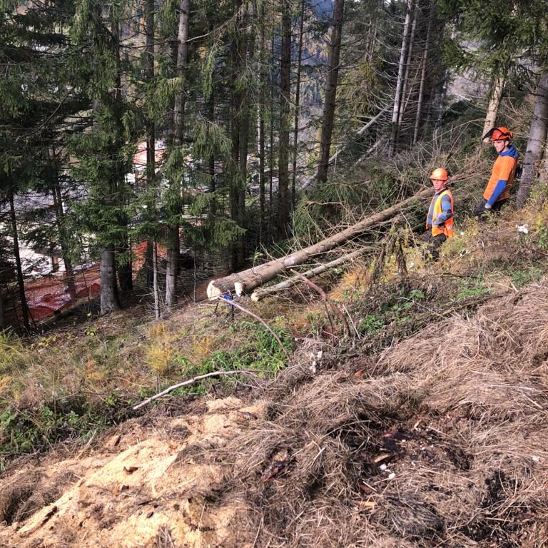 Operazioni di disbosco ed esbosco